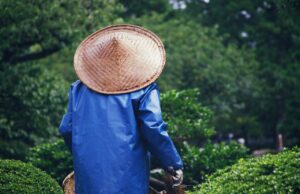 Napuštění předjaří: Plánování zahradní sezóny 2024 začíná už teď!