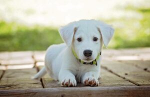 Umělá inteligence zachránila ztraceného psa – neuvěříte jak