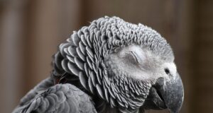 Karvinští hasiči úspěšně zachránili papouška uvězněného na stromě
