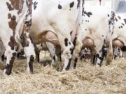 Proč mléko brzy zlevní? Ekonomická dojná kráva konečně odhalena!