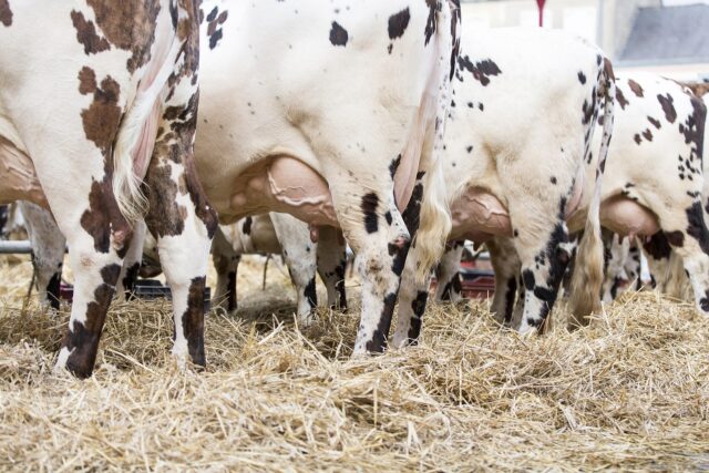 milk industry