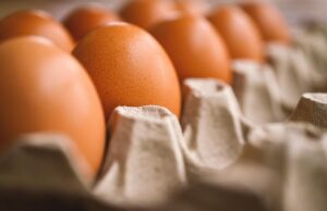 Ve Znojmě ožívá tajemství ptačích vajec: Nová výstava odhaluje jejich fascinující svět