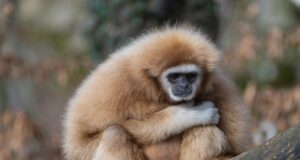 Pražská zoo vítá nové ptačí obyvatelé a chystá rozsáhlé změny