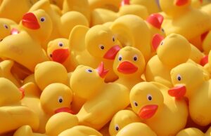 Kačer ve svetru: Neobvyklá záchrana v Písku