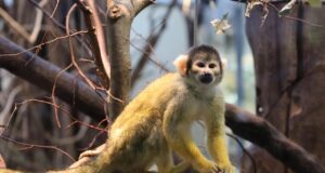 Radostný přírůstek v olomoucké zoo: nejmenší opice na světě se stala rodičem dvojčat