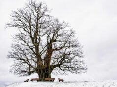 Český Oldřichův dub soutěží o titul Evropský strom roku