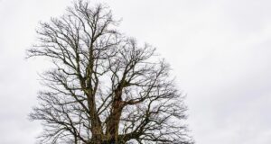 Český Oldřichův dub soutěží o titul Evropský strom roku